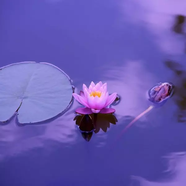 Ph alcalino la chimica della Meditazione