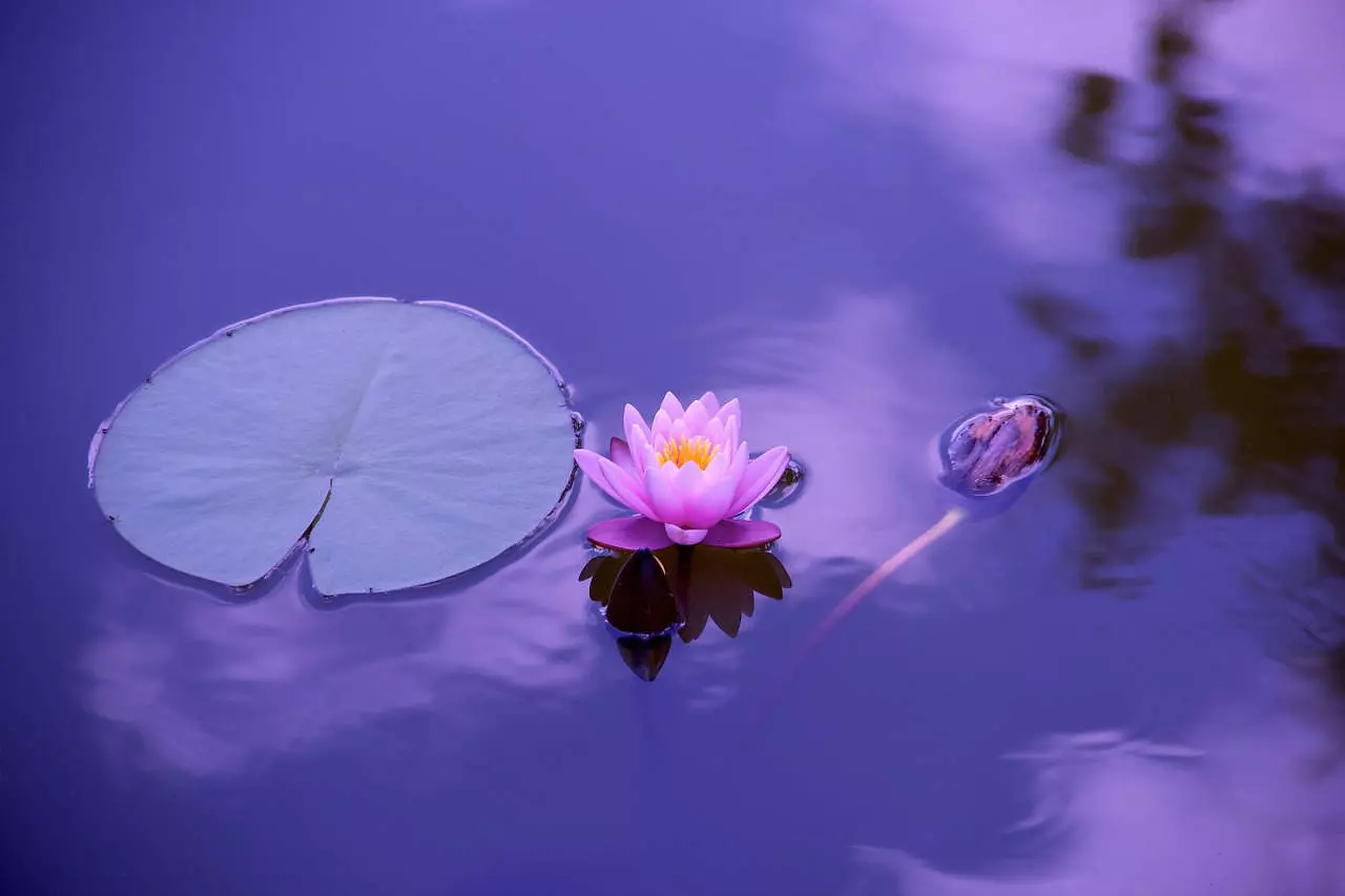 Ph alcalino la chimica della Meditazione